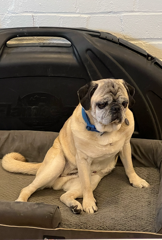 COLLIER POUR CHIEN "CLUB CANIN"